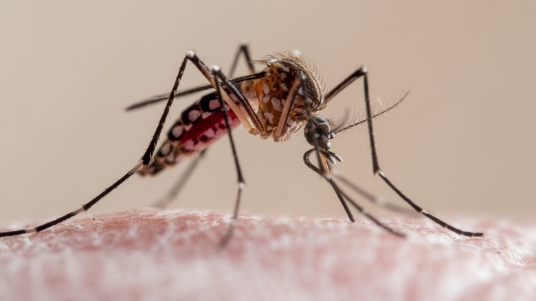 A close up of Aedes aegypti mosquito