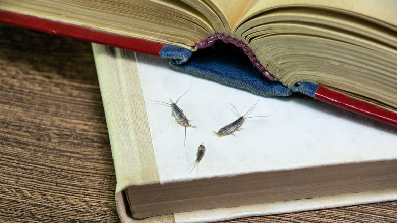 silverfish near books