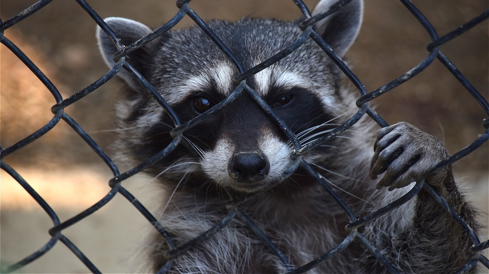 An Item From Your Pantry May Be The Key To Keeping Raccoons Out Of Your