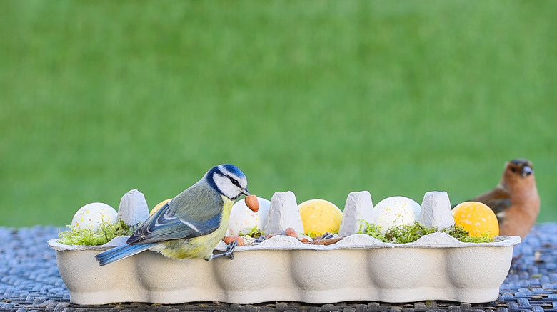 Blue jay peanut egg carton