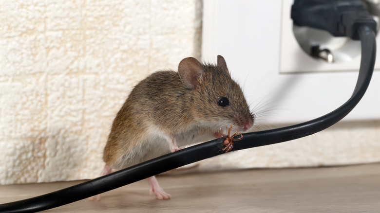 mouse in house