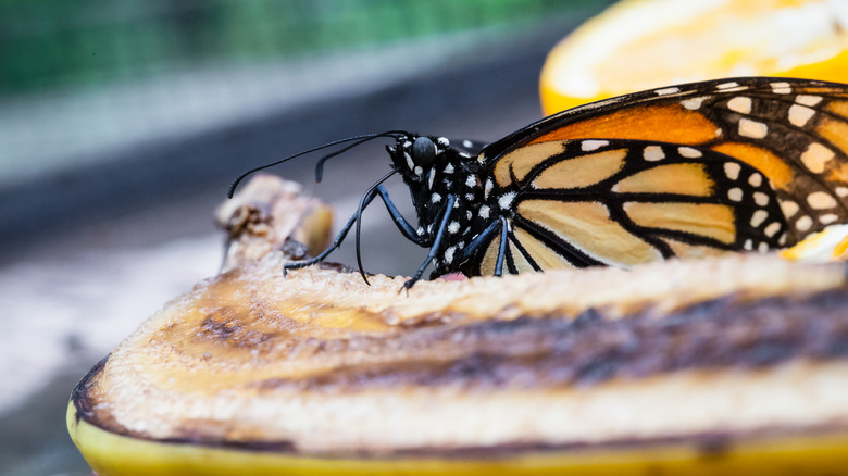 monarch butterfly drinking from banana