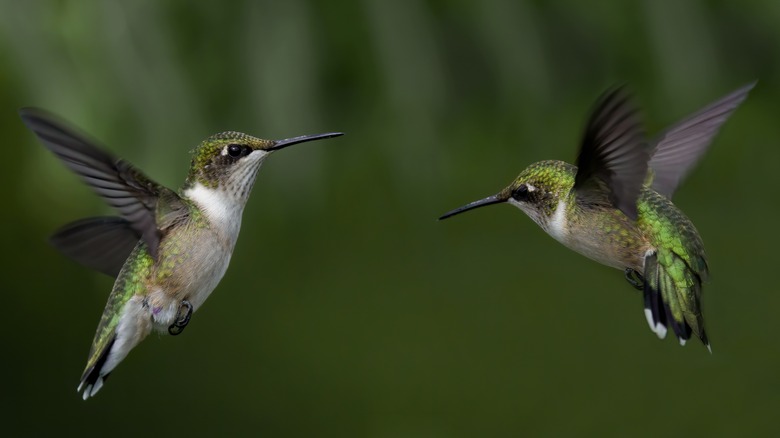 two hummingbirds in mid flight