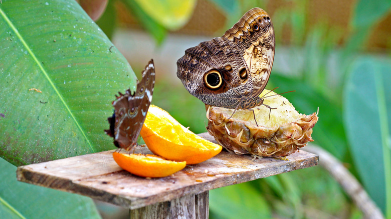 Butterflies feed on overripe fruit