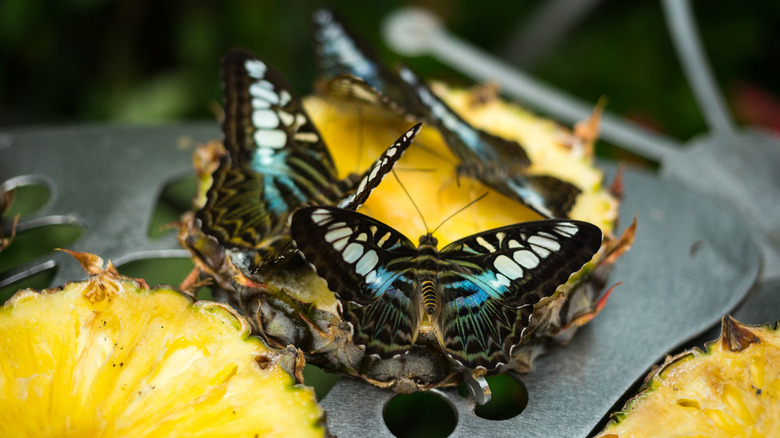 Butterflies feed on overripe pineapple slices