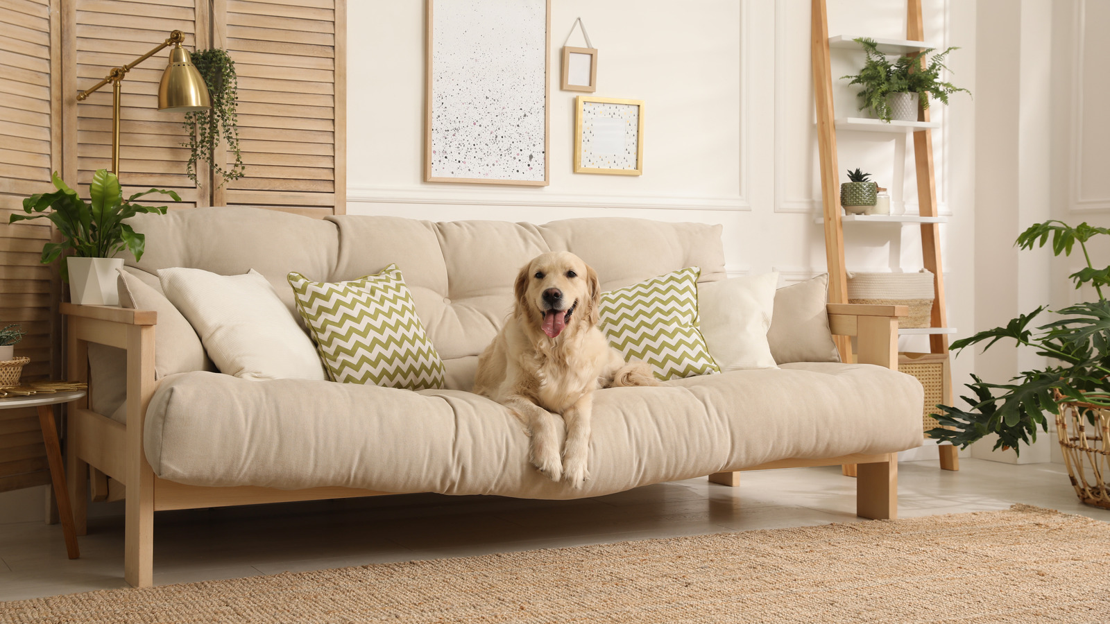 An Unexpected Kitchen Utensil Can Work As A Pet Hair Remover In A Pinch