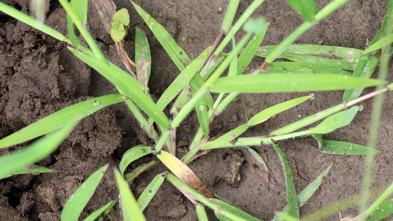 closeup of crabgrass growing in dirt