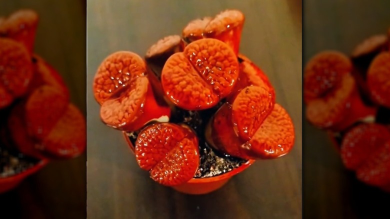 A Lithrops in a bright orange pot covered in red food dye so it looks like bloody brains