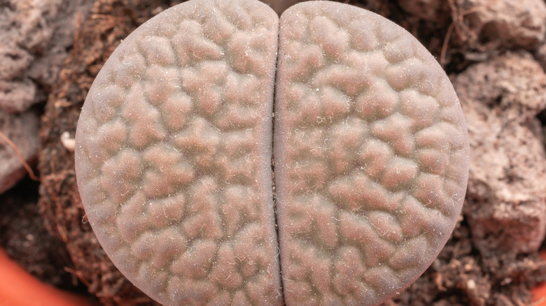 A textured Lithops up close with an orange pot and dirt in the background