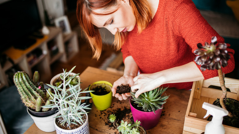 A person tending to succulents at home