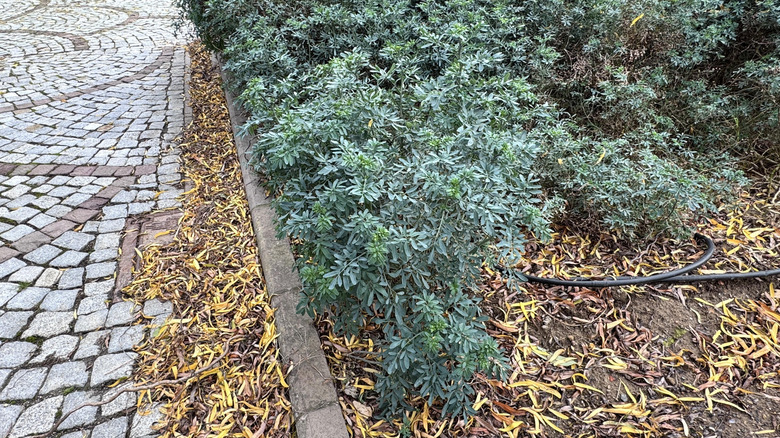 Rue growing in the garden