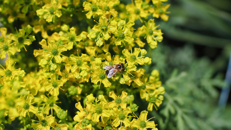 Insect on flowering rue