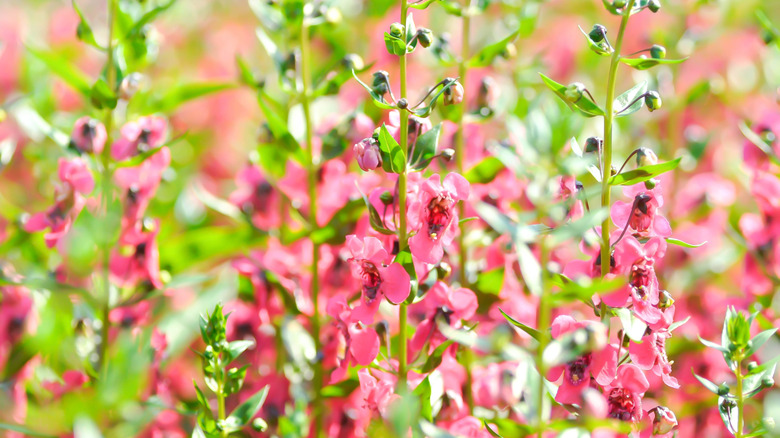 Angelonia growing with pink blooms