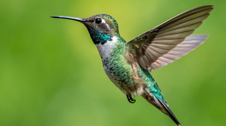 Close-up of green hummingbird in flight