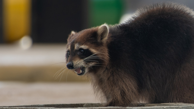 Angry raccoon looking up from concrete surface.