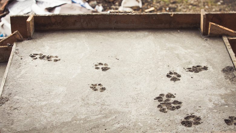 Animal paw prints on top of freshly poured and framed wet concrete.