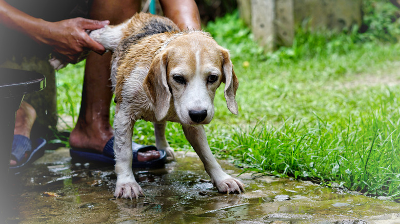 Person washing a beagle dog's paws outside on concrete surface.