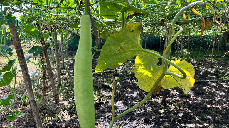 A green bottle gourd hanging from a vine in a garden