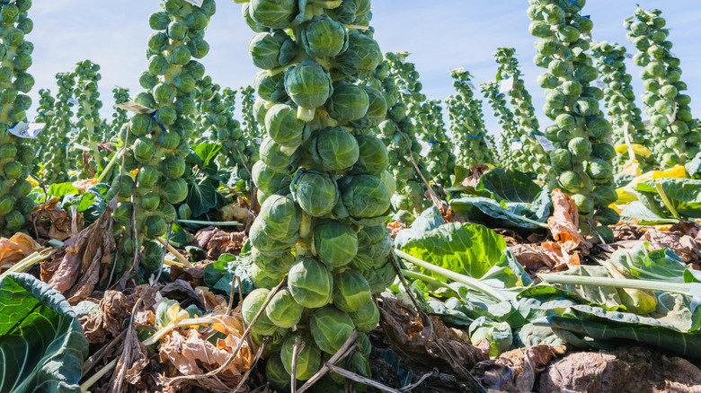 Mature brussels sprouts ready for harvesting
