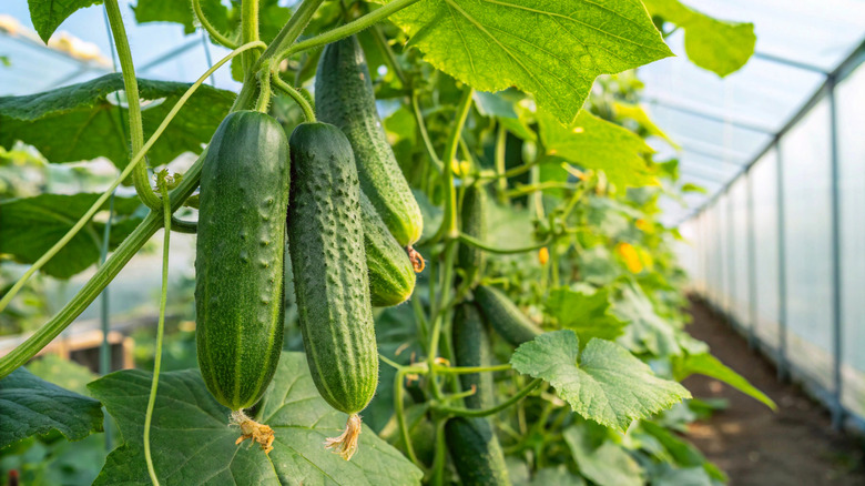 Cucumbers hanging from a trellis in a garden