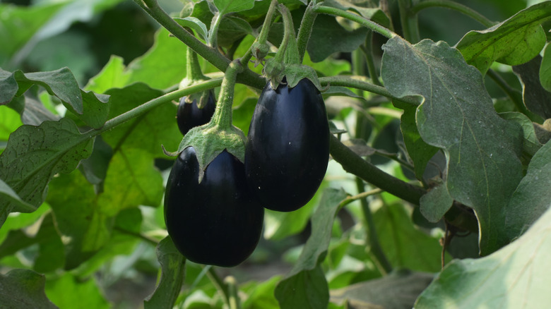Young eggplants growing in a garden