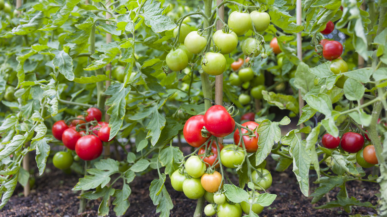 Tomatoes growing on a vine in a garden