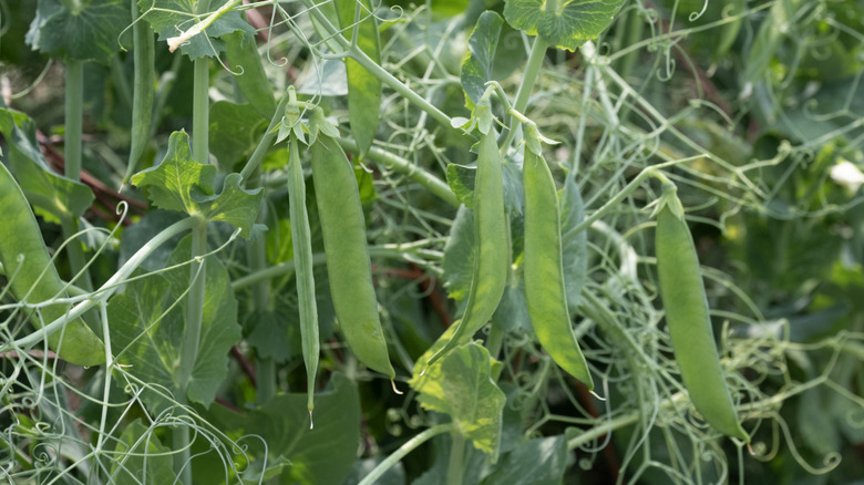 Sugar snap peas in a garden
