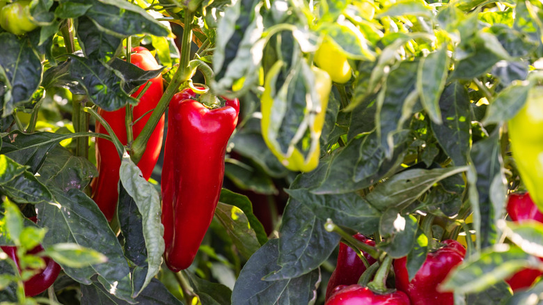 Red peppers hanging in a garden