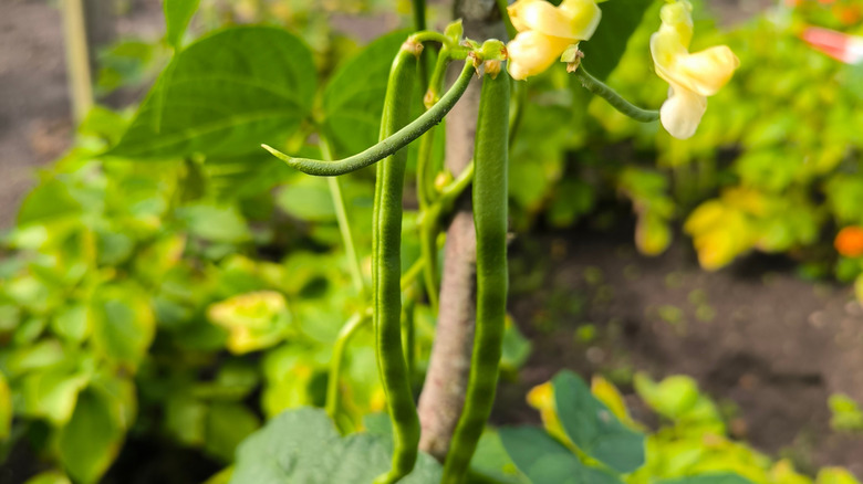 Pole beans growing alongside their flowers in a garden