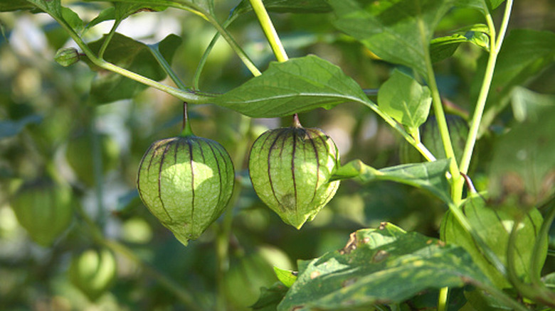 Green tomatillos growing in a garden