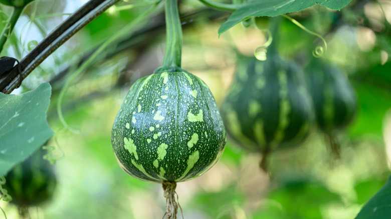 Green butternut squash hanging from vines in garden