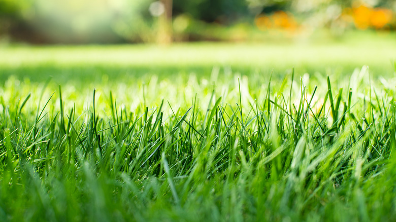 Close-up of grass blades