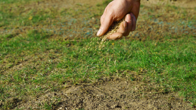 Hand spreading grass seed on a bare patch of lawn