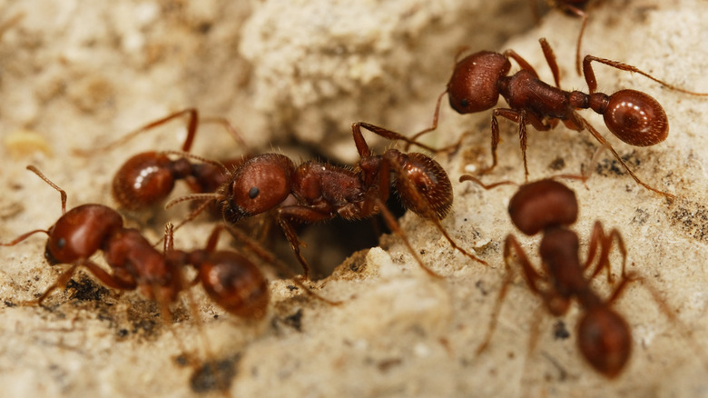 A group of fire ants at an entrance to their ant hill