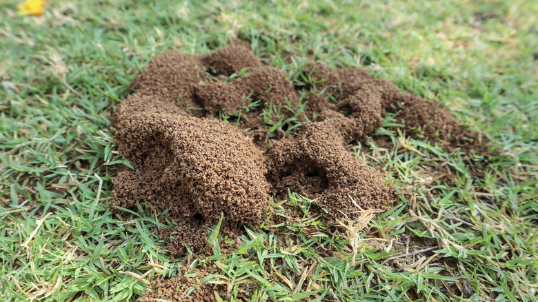 An ant hill in the middle of a lawn
