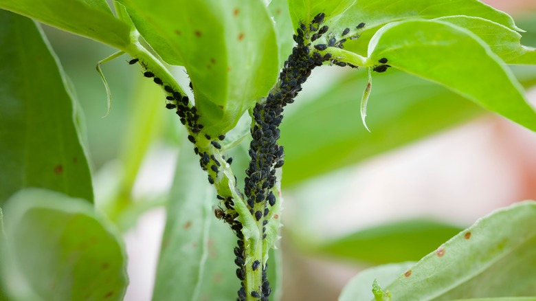 aphids on a plant