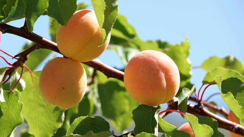 Ripe apricots on a branch