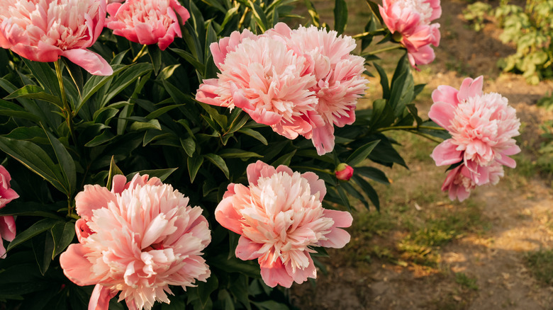 Peonies blooming in a garden with large, pink flowers