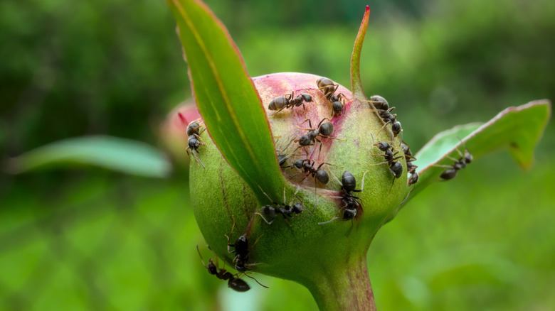 Ants crawl on a peony bud