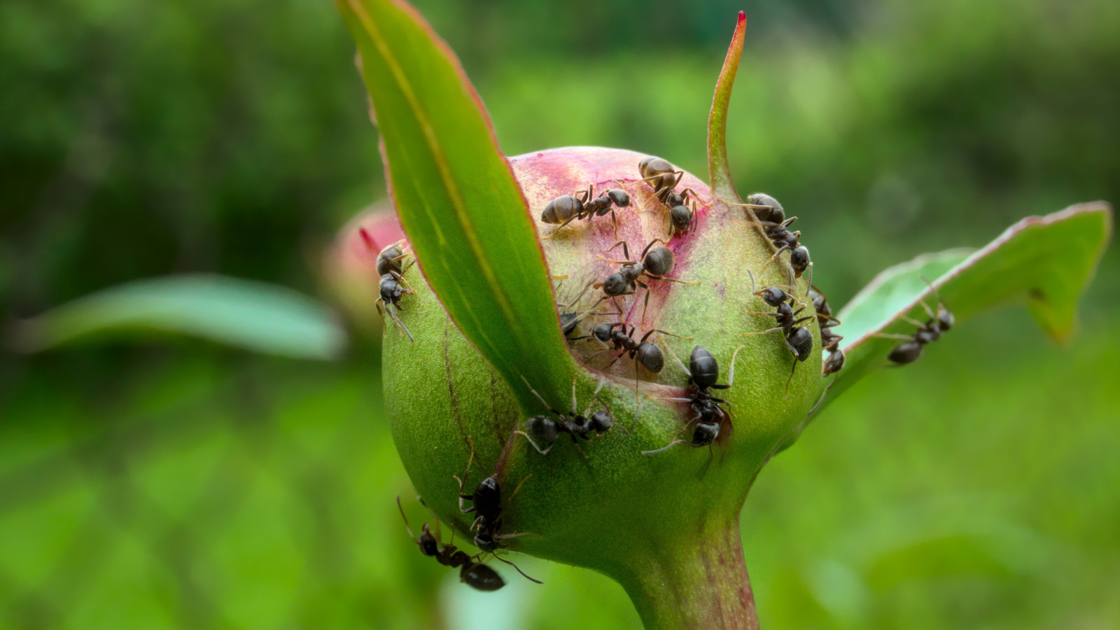 Are Ants As Beneficial To Peonies As Some Say? Not Really