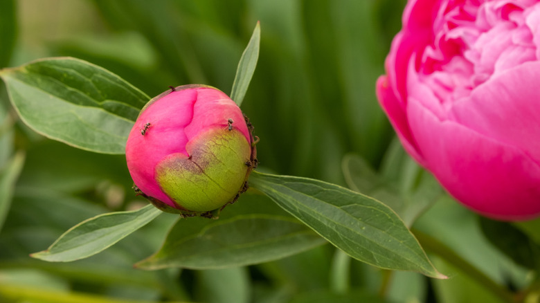 Ants on pink peonies