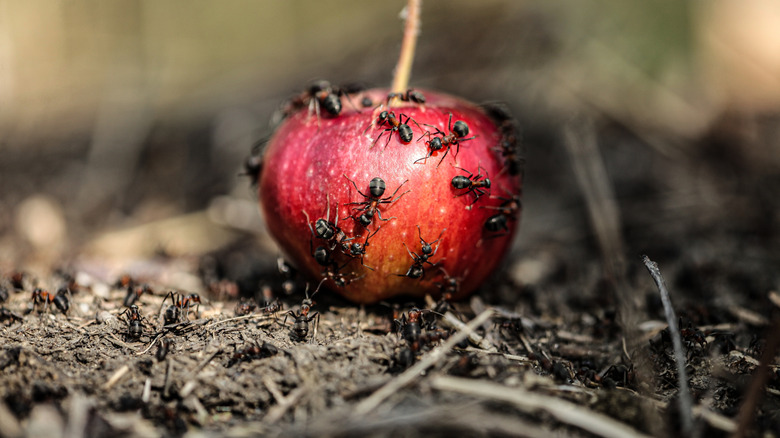 Ants on top of an apple sitting in compost.