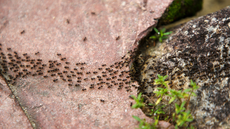 An ant colony walking on a large rock