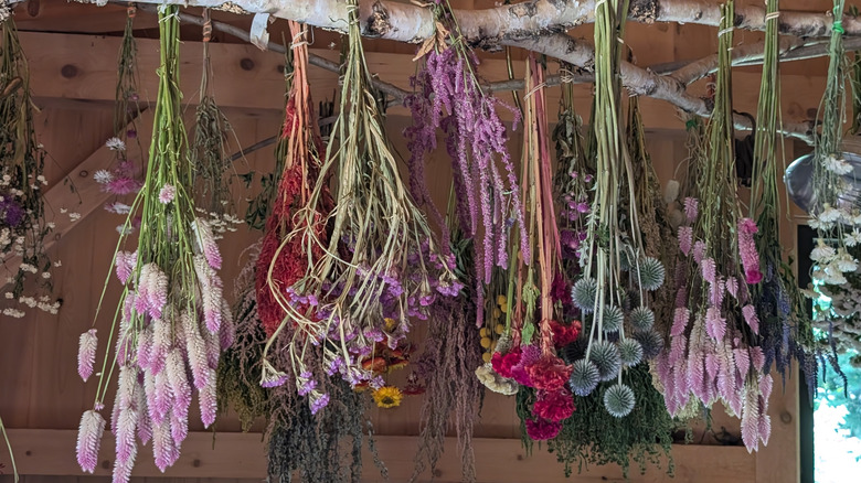 Bunches of dried flowers hanging indoors