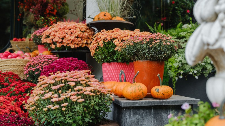 Mums displayed outdoors in fall