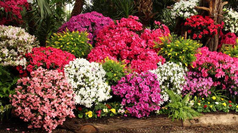 group of azaleas