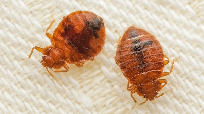 Close up of two bed bugs