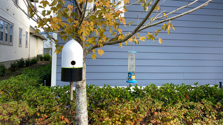 Birdhouse and bird feeder hanging from different branches of same tree