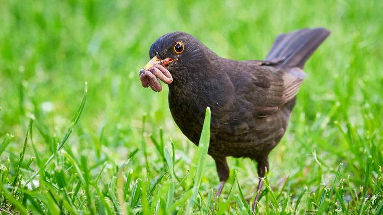 blackbird eating worms from lawn