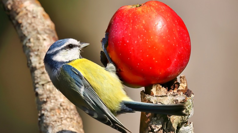 bird eating an apple